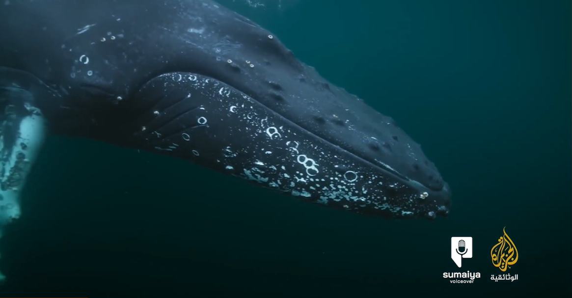 وثائقيات الجزيرة | باتاغونيا 